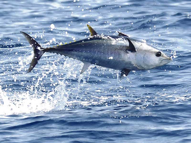 Bluefin leaping